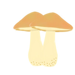 mushroom isolated on white