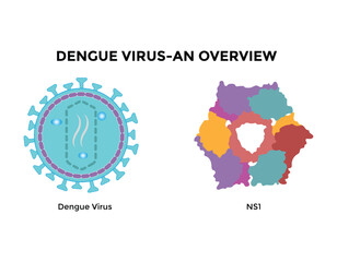 Dengue virus. Dengue virus (DENV) is the cause of dengue fever. It is a mosquito-borne, single positive-stranded RNA virus. Virion includes RNA strands, proteins, and envelopes.
