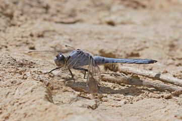 Closeup on the Southern Skimmer dragonfly, Orthetrum brunneum sitting on a stone