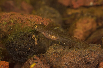 Closeup on an aquatic larvae of the European Carpathian newt, Lissotriton montandoni