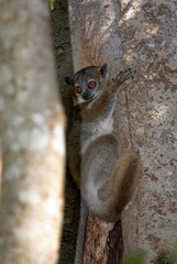 Lémurien, Lépilemur à pattes blanches, Lepilemur leucopus, Madagascar