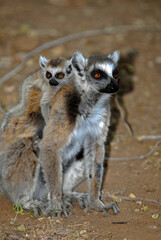 Naklejka na ściany i meble Lémurien catta, femelle et jeune, Lemur catta, Madagascar