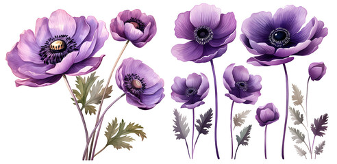 Purple anemone flower illustration clipart. Generative AI. - obrazy, fototapety, plakaty
