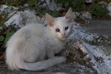 Naklejka na ściany i meble White cat with blue eyes