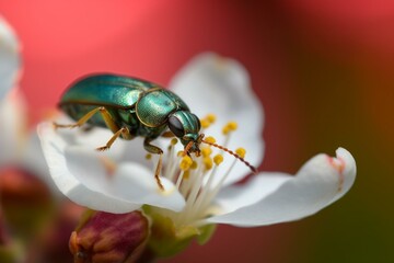 Insect perched on colorful blossom. Generative AI