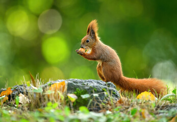 Naklejka na ściany i meble Red squirrel ( Sciurus vulgaris ) close up