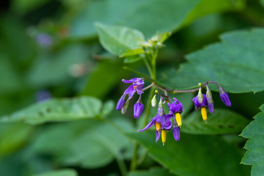 The purple and yellow flowers of Bittersweet Nightshade also Solanum dulcamara a poisonous plant growing in rural Minnesota, United States.
