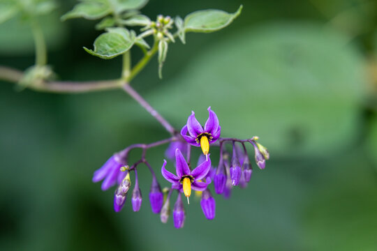 The purple and yellow flowers of Bittersweet Nightshade also Solanum dulcamara a poisonous plant growing in rural Minnesota, United States.
