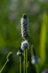 Close up of White Prairie Clover scientific name Dalea Candida in rural Minnesota, United States.
