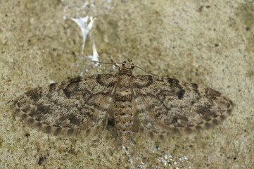 Closeup on the Dwarf Pug geometer moth, Eupithecia tantillaria, with spread wings on a stone