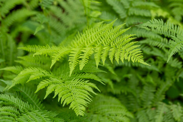 Close up of lush fern growing in Mapelwood State Park in the woods in rural Minnesota, United States.
