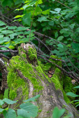 Moss growing on a fallen tree in Maplewood State Park in rural Minnesota, United States.

