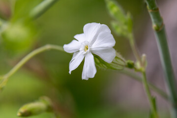 Close up of white delicate wildflower White Campion also known as Seline grows everywhere in Minnesota, United States.
