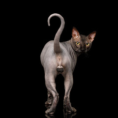 Funny view of Sphynx Cat standing and stare back with tail like question sign, Isolated on Black Background