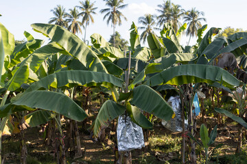 many banana trees, and wrapped bananas to protect against birds and sunlight to keep the banana skin beautiful. orchards in Thailand