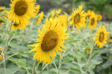Naklejka premium Close-up of a sunflower growing in a field of sunflowers during a nice sunny summer day with some clouds.