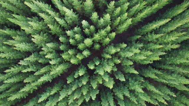 Pine forest plantation drone video