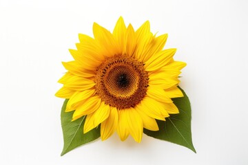 A stunning isolated sunflower on a white background showing off its bright yellow petals and vibrant beauty.