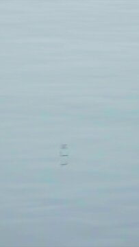 Midges frolic over the surface of a pond, vertical slow motion