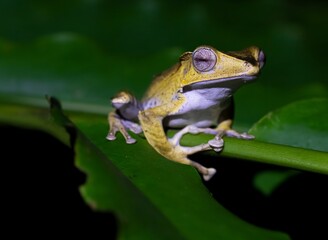 Adult File-eared Tree Frog resting on a leaf in the Danum Valley rainforest, in Borneo.