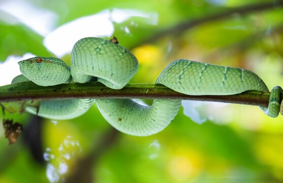 Adult Bornean pit viper resting on a branch. Photograph taken in the island of Borneo.