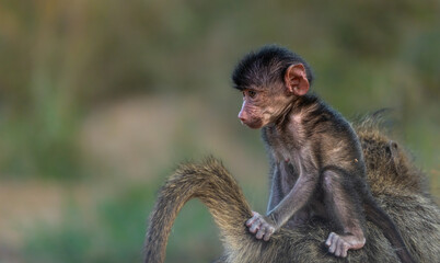 A cute baby Chacma Baboon riding on its mother's back holding onto her tail, Kruger Park. 