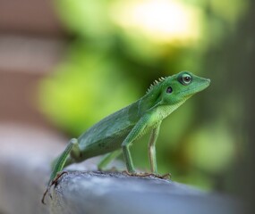 Green crested lizard (Bronchocela cristatella) on a branch. Photograph taken in the jungle of Borneo.