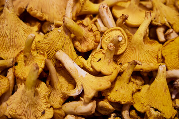 Chantarela Basket. Also called chanterelle, it is one of the best-known and most sought-after mushrooms.