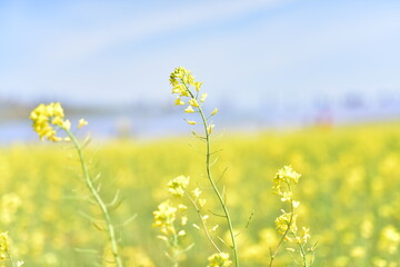 菜の花、フラワーズ、菜の花畑