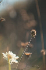 various plants in a macro photo