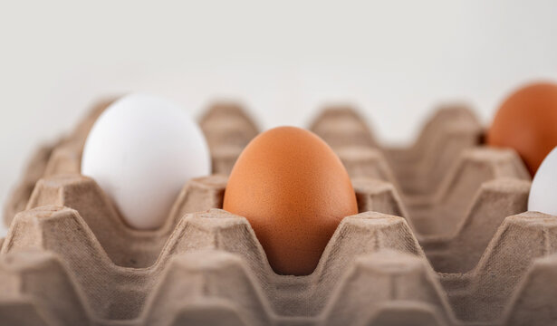 Egg box, stock photo, empty egg carton, close up of eggs. A brown egg among white egg