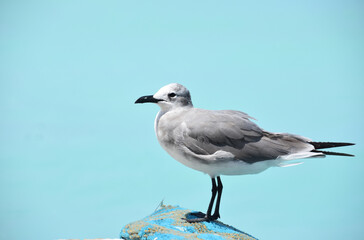 Beautiful Seagull Standing Over Tropical Ocean Waters
