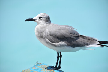 Close Up with a Posing Laughing Gull