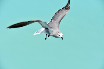 Laughing Gull Diving Down for a Fish in the Ocean