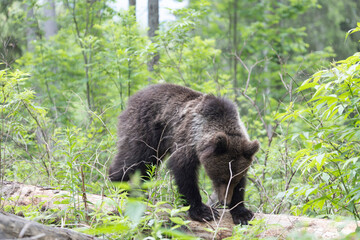 Brown bear walking on fallen tree in spruce forest.