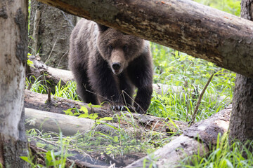 Brown bear walking in green summer meadow.