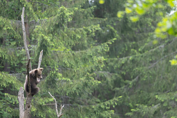 Brown bear baby cub climbing tree.