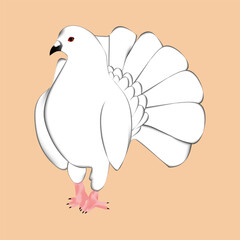 pigeon vector design
