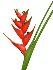 Red Heliconia bihai flower, Tropical flowers isolated on transparent background - 666015339