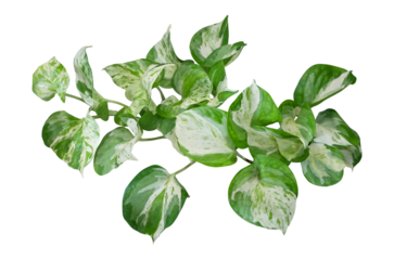 Heart shaped green variegated leaves of devil ivy tropical houseplant isolated on transparent background.