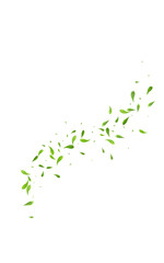 Mint Leaf Ecology Vector White Background Plant. - obrazy, fototapety, plakaty