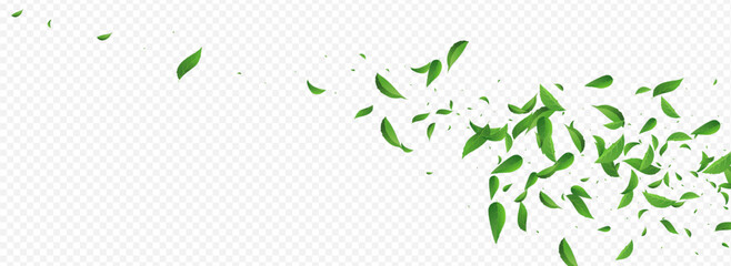 Lime Leaf Tree Vector Panoramic Transparent