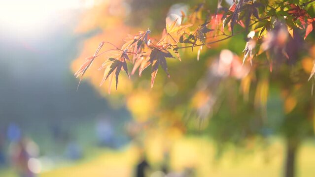 秋に使いやすい背景素材 赤とオレンジの紅葉と観光地などのイメージ　クローズアップ