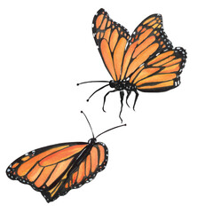 Digital illustration of hand-drawn watercolor Monarch butterflies for any design works