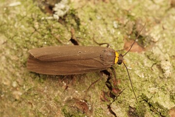 Closeup on a colorful Red-necked Footman moth, Atolmis rubricollis, sitting on wood