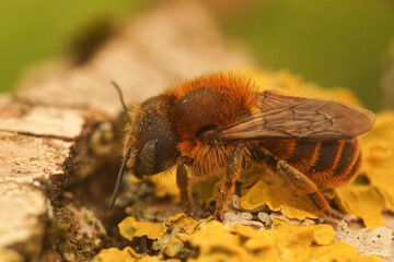 Closeup on the rare, snail-housing,Golden-fringed mason bee , Osmia aurulenta