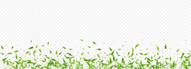 Swamp Greens Tea Vector Panoramic Transparent - obrazy, fototapety, plakaty