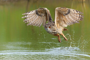 European Eagle Owl (Bubo bubo) flying over a lake in Gelderland in  the Netherlands.          