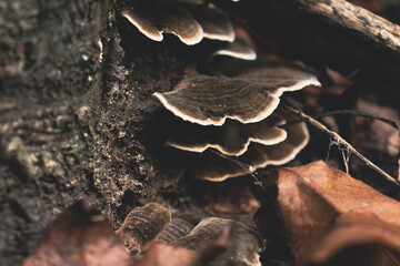 High angle view of Mushrooms on a tree trunk (Trametes versicolor, aka turkey tail).