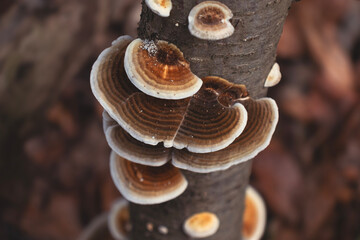 High angle view of Mushrooms on a tree trunk (Trametes versicolor, aka turkey tail) - Powered by Adobe